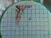 IMG_20160911_163027.jpg