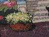 IMG_5920.JPG