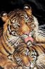 cover_54c115d8a72b3-500x500.jpg