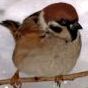 tinybird