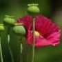 floramarta