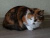 DSC01377_.thumb.jpg.aad456676aceadb7767b353cd4952b32.jpg