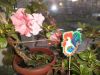 DSC04211.JPG