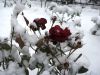 DSC05541.JPG