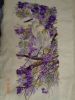 DSC05923.JPG