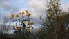 DSCF0760.JPG