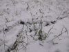 DSCF0831.JPG