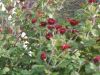 DSCN0029.JPG