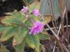 DSCN0038.JPG