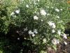 DSCN0439.JPG