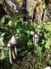 DSCN0443.JPG