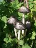 DSCN0444.JPG