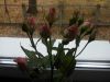 DSCN0532.JPG