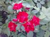 DSC_0191.jpg.b0024f14f5ce91c0a579a39660de9ac0.jpg