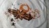 IMG-20161026-WA0000.thumb.jpg.02d423a13834025e8e009309a5c737e3.jpg?1477440219518