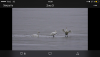 IMG_6336.PNG