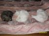SDC12222.JPG