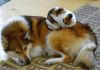 animal-brothers-from-other-mothers-31629-600x418.jpg