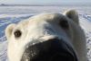 funny-polar-bear-face-nose.jpg