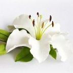 LilyWhite
