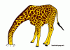 zyrafa.gif