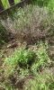 20160615_113232.jpg