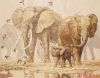 Anchor 01197, Elephants and Namaqua Doves