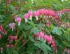 7521_Dicentra%20spectabile.jpg