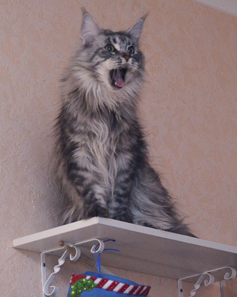 Аватар Ленорр