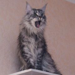 Ленорр