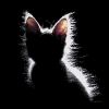 Котенок-1.jpg