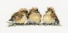 VPTC544 Three's a Crowd.jpg