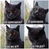 кот шикарен.jpg