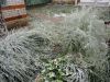 DSC01919.JPG