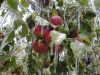 DSC01921.JPG