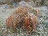 DSC01925.JPG