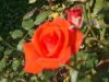 DSCN7704.JPG