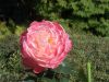 DSCN7707.JPG
