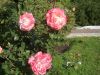 DSCN7708.JPG