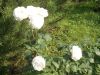DSCN7711.JPG