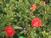 DSCN7712.JPG