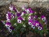 DSCN7720.JPG