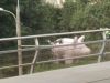 DSCN7775.JPG