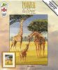 Giraffes.jpg