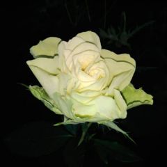 Miluta_Ok@ukr.net