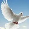 Anjel