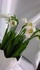 P_20161107_143032_LL.jpg