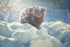 animals-in-winter-18.jpg