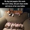 cutest-puppies-ever.jpg