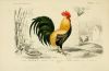 dessin_oiseau_0265_coq_domestique_-_gallus_domesticus_-_gallinace.jpg